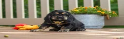 Cocker Spaniel dogs for sale: Bentley - Ad 3
