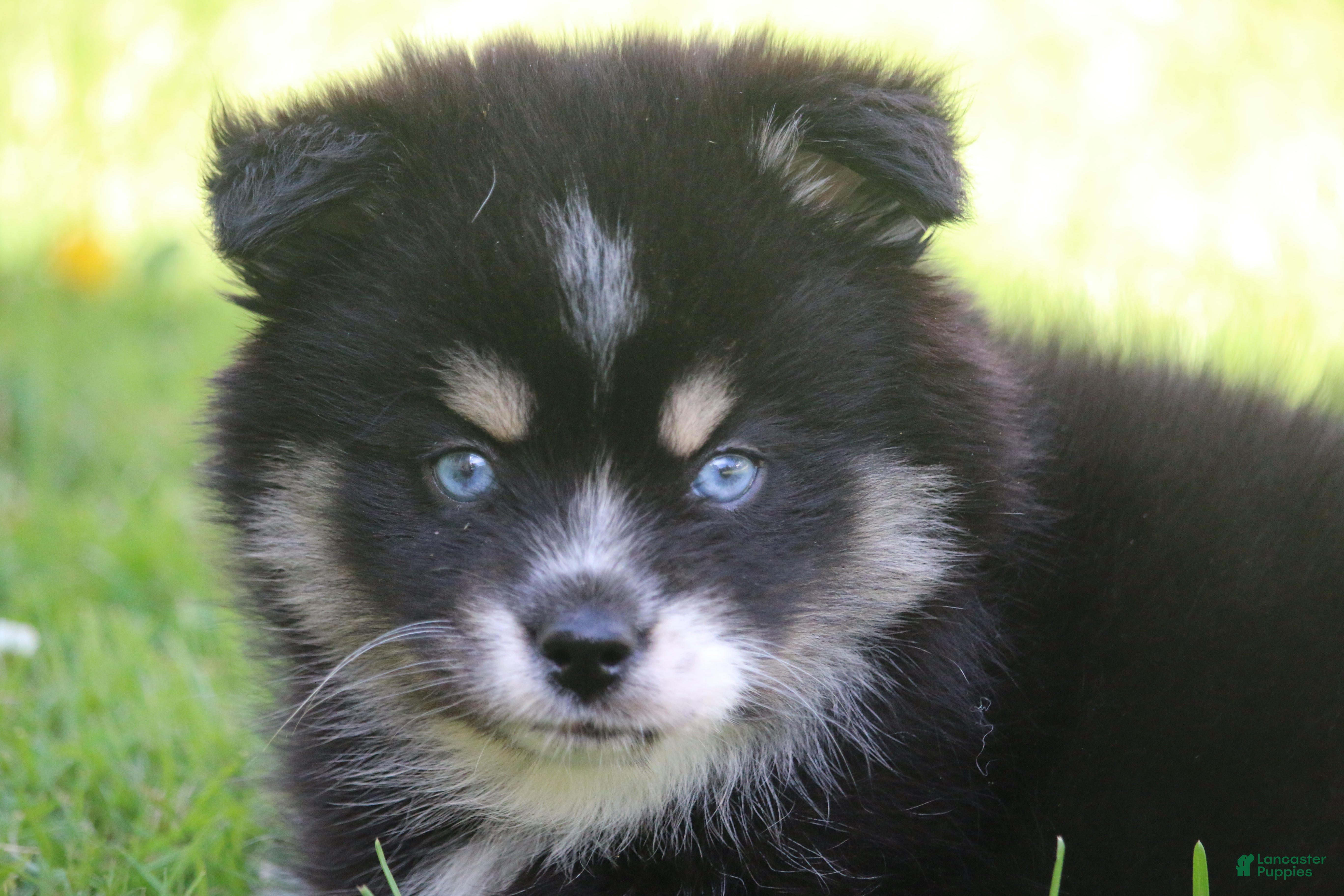 Pomsky dogs Deana - Ad 1