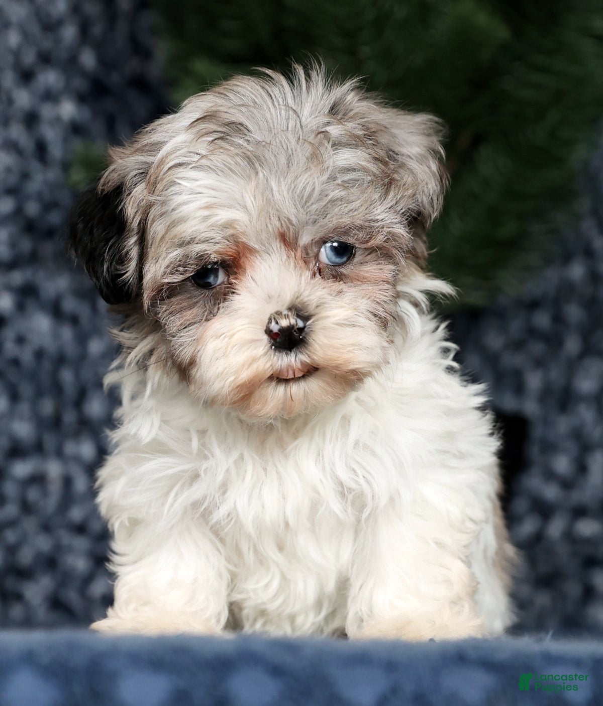 Havapoo dogs Jill - Ad 2