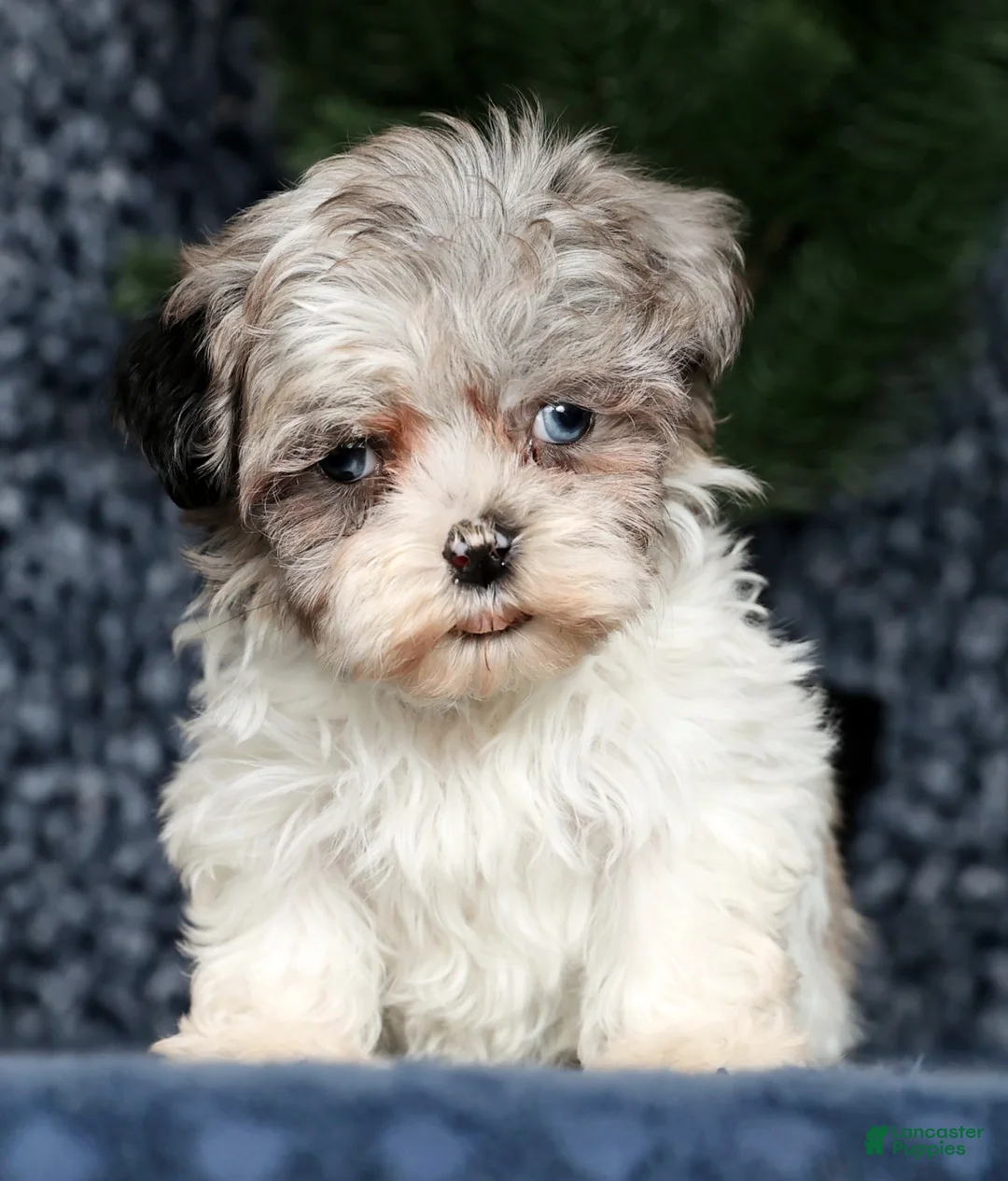 Havapoo dogs for sale: Jill - Ad 2