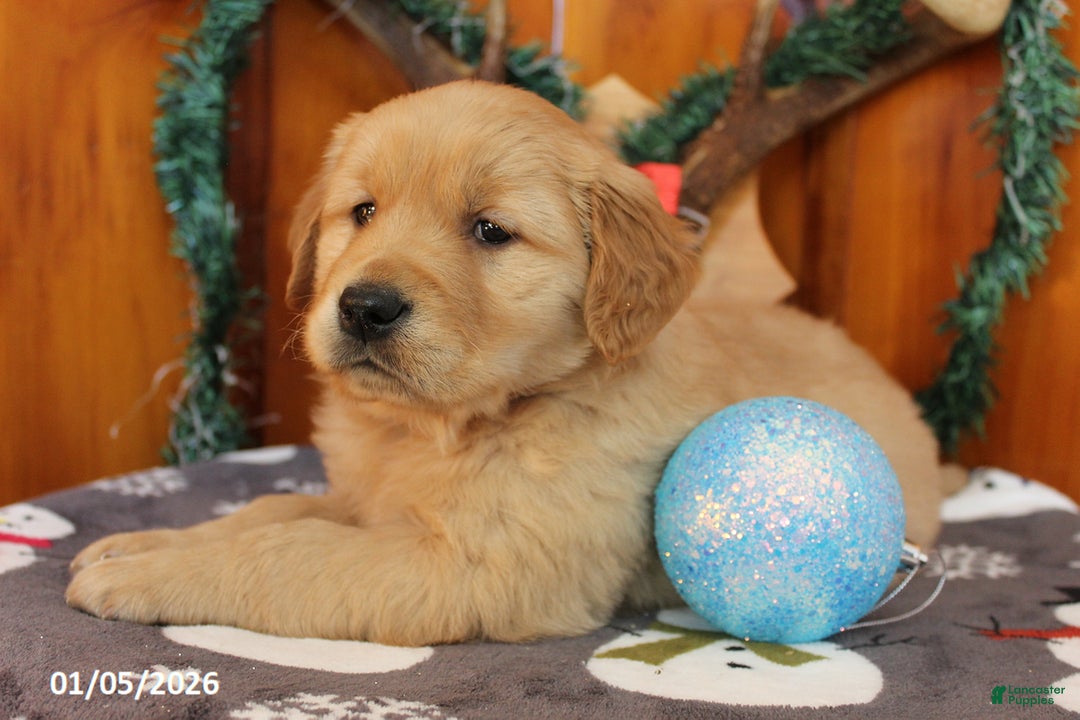 Golden Retriever dogs for sale: Ryder - Ad 2