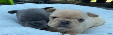 French Bulldog 4 LILAC TRUMP White
