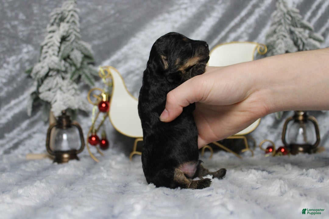 Toy Poodle dogs for sale: Jasper  - Ad 8