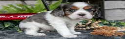 Cavalier King Charles Spaniel dogs for sale: Kai - Ad 3