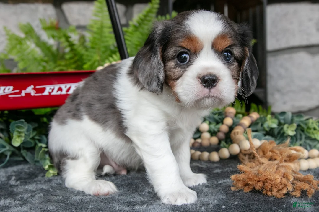 Cavalier King Charles Spaniel dogs for sale: Kai - Ad 3
