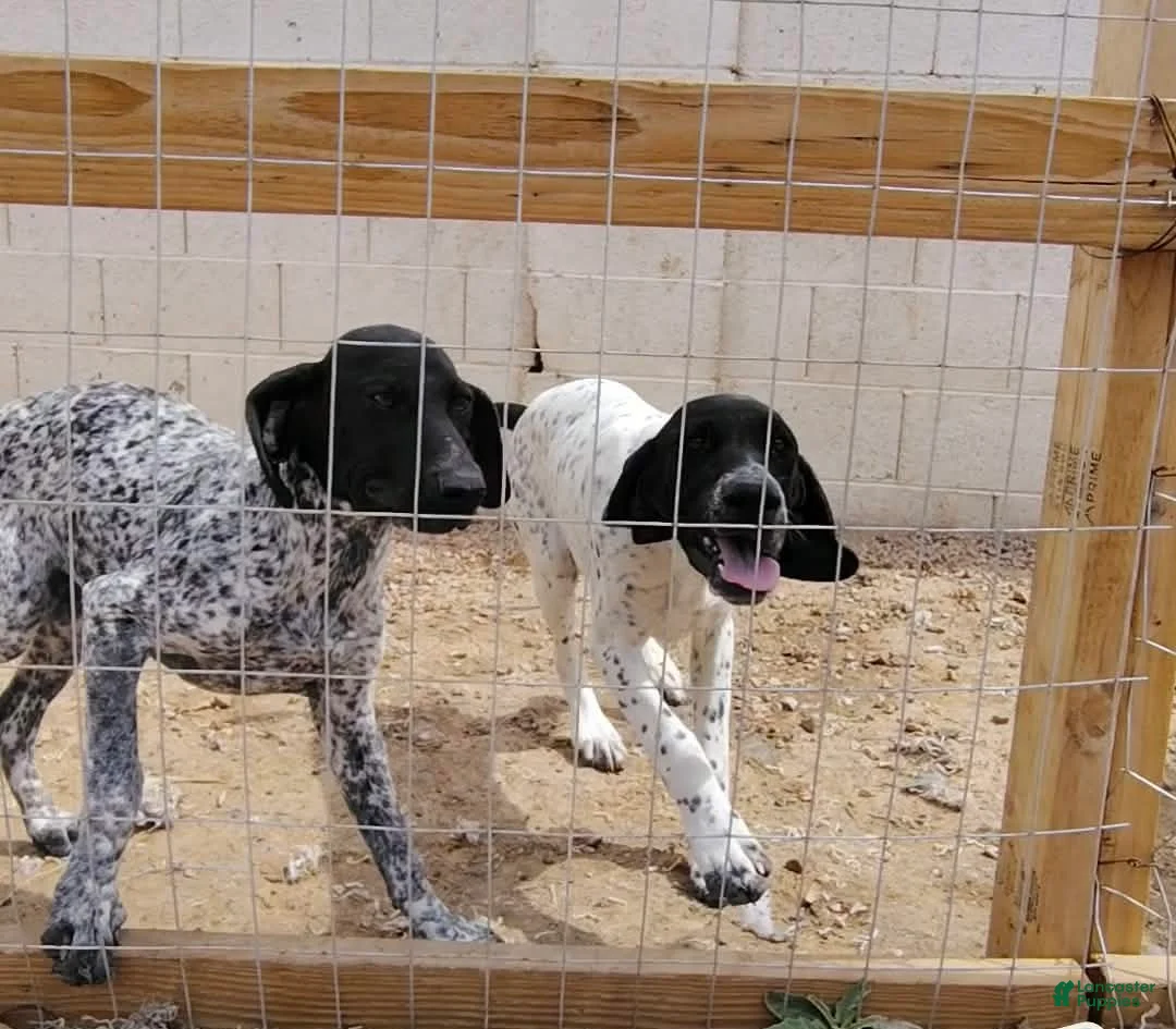 German Shorthaired Pointer dogs for sale: German Shorthaired Pointer Puppy 2 - Ad 2