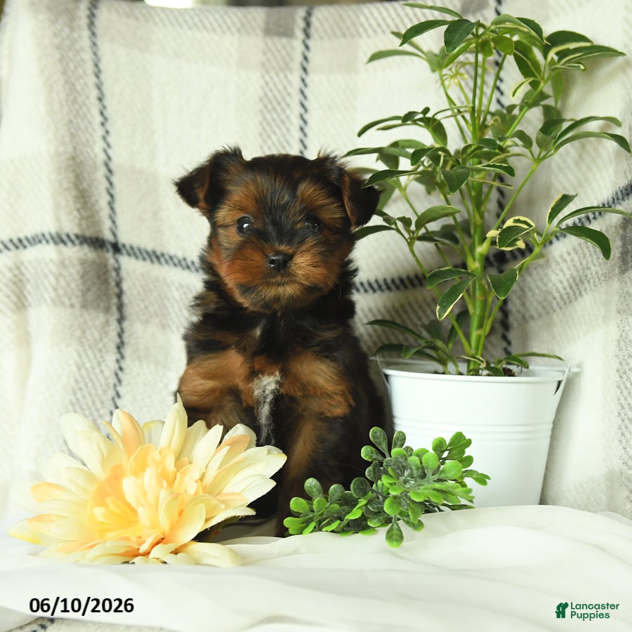 Yorkshire Terrier dogs Violet - Ad 1