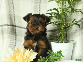 Yorkshire Terrier dogs for sale: Violet - Ad 1