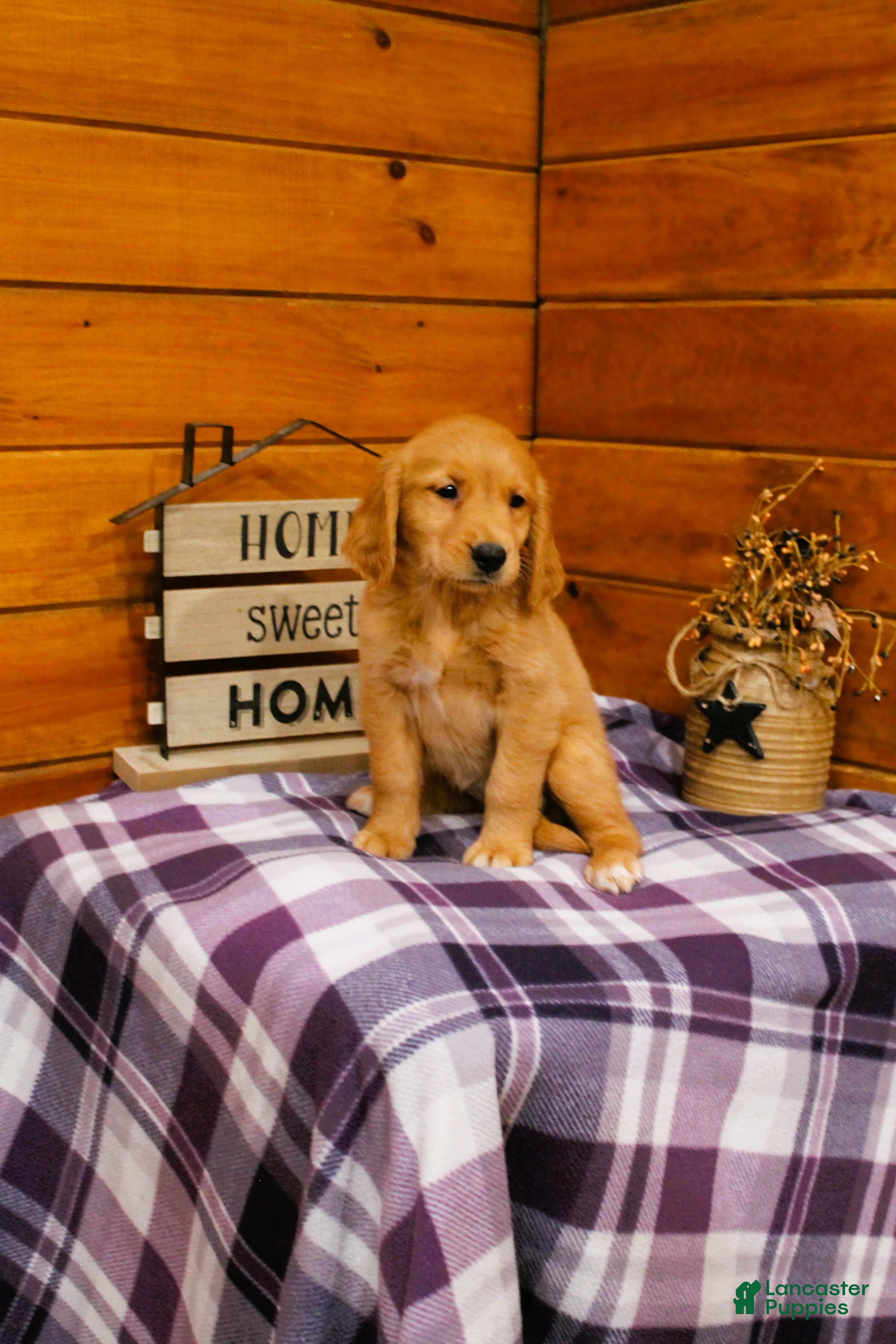 Golden Retriever dogs Rosie - Ad 2