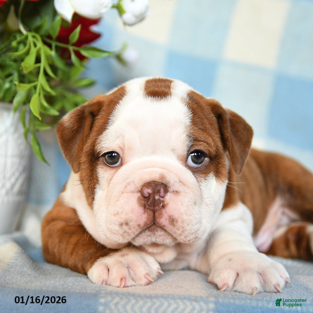 English Bulldog dogs for sale: Manny - Ad 3
