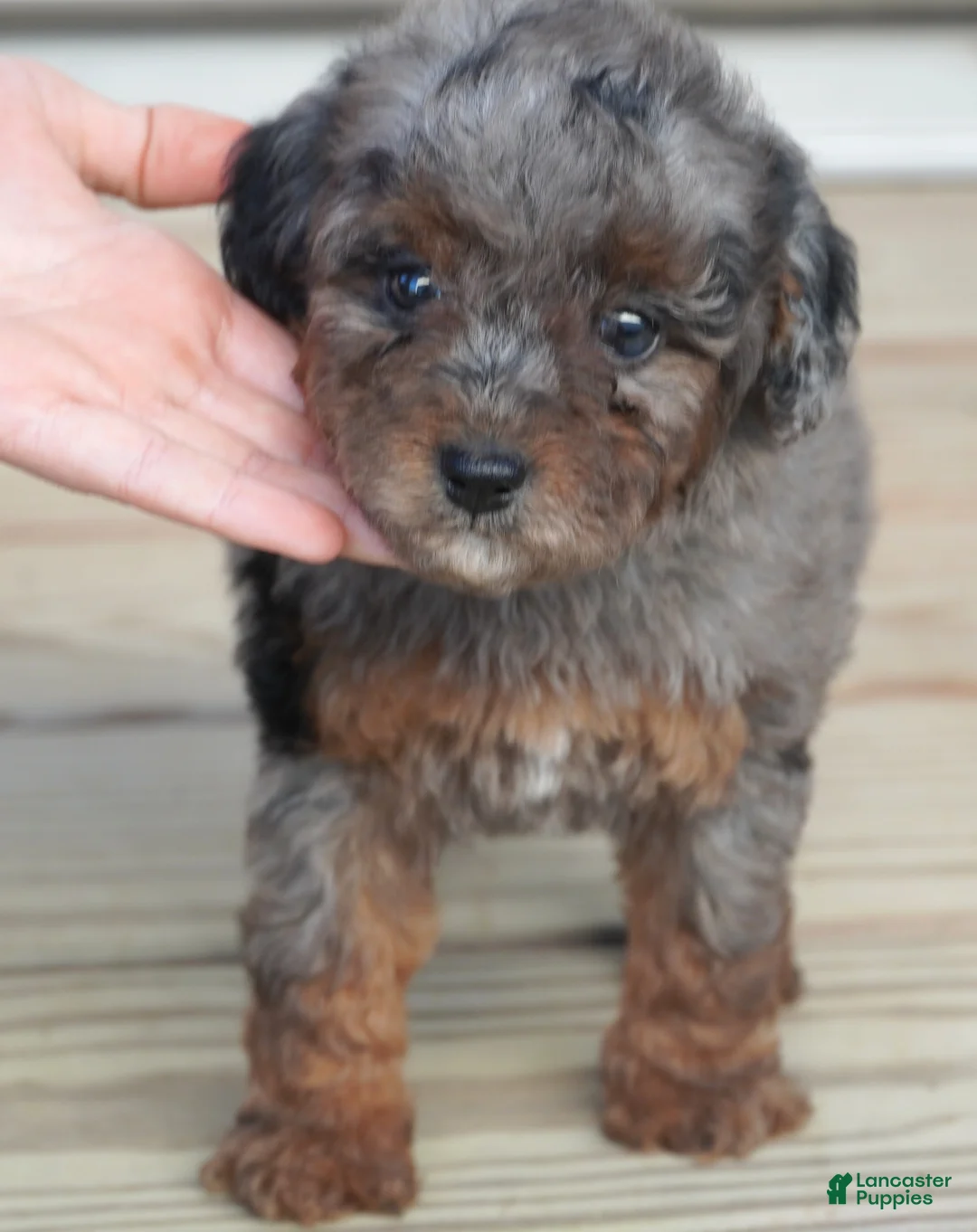 Toy Poodle dogs for sale: Pending - Ad 1