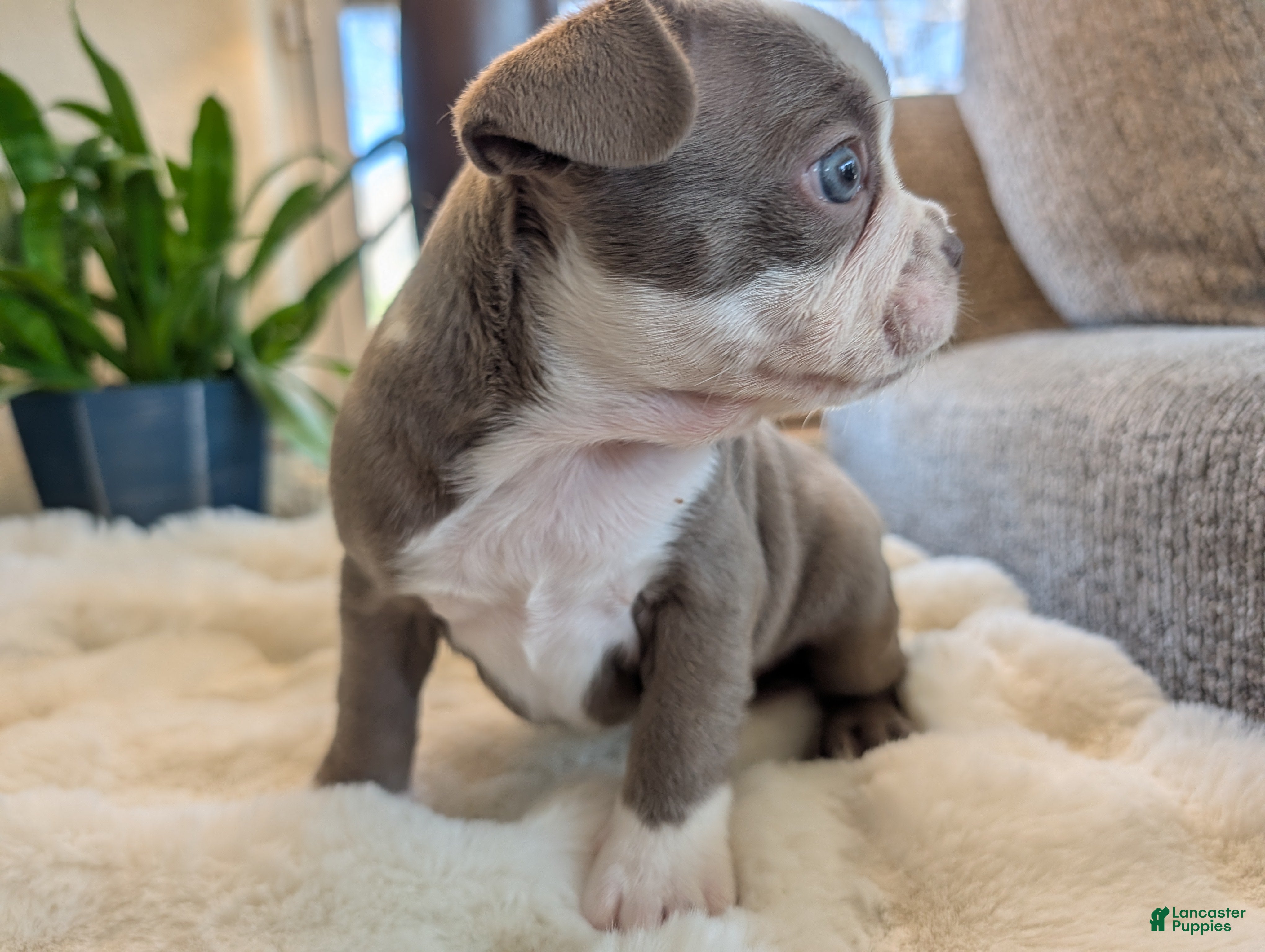 Frenchton dogs Sage - Ad 2