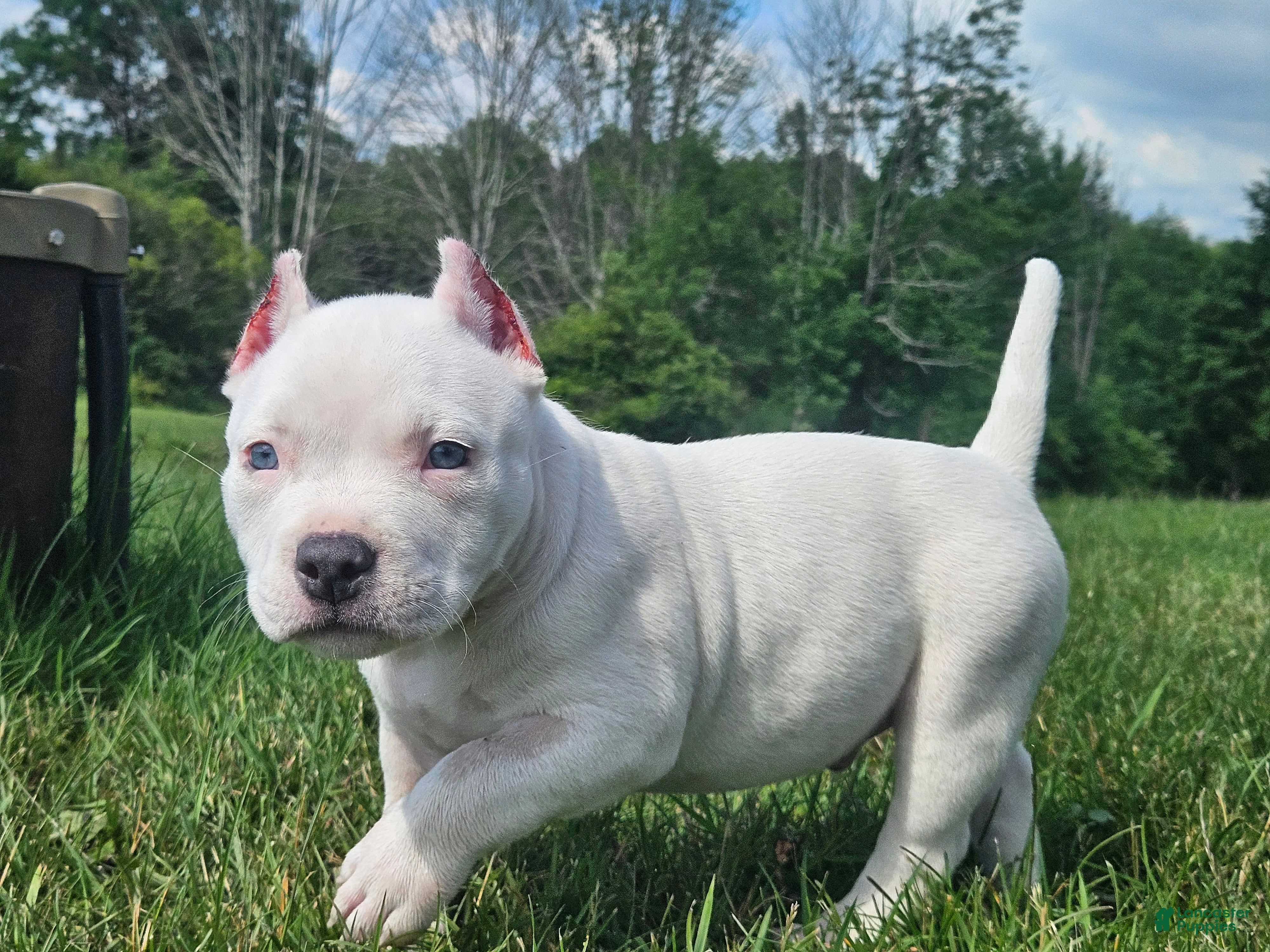 American Bully dogs White Male - Tatanka - Ad 2