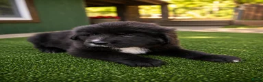 Tibetan Mastiff 3