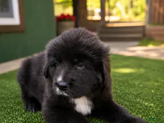 Tibetan Mastiff dogs for sale: Tibetan Mastiff 3 - Ad 2