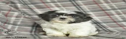 Shih Tzu dogs for sale: Wallace - Ad 3