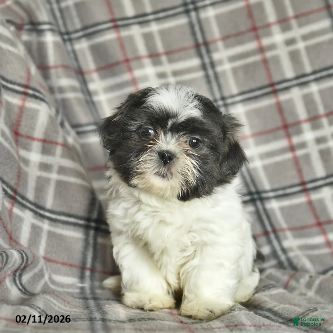 Shih Tzu dogs for sale: Wallace - Ad 3
