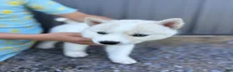 Siberian Husky dogs for sale: Coconut - Ad 5