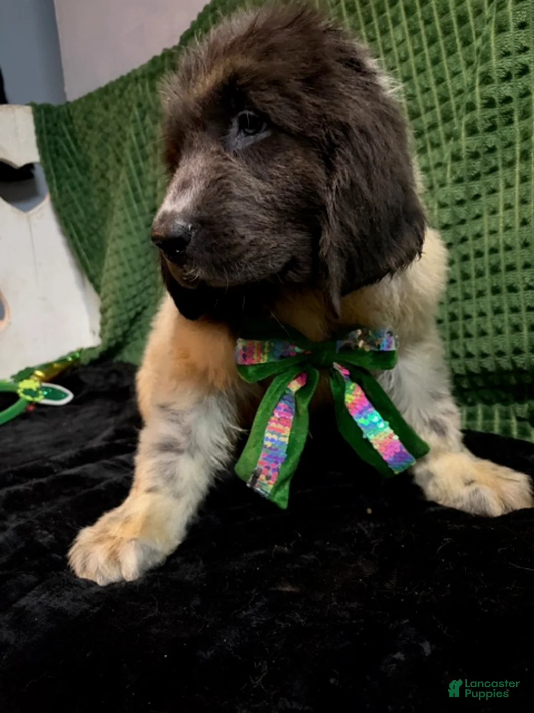 Newfoundland dogs for sale: White Collar Male - Ad 2