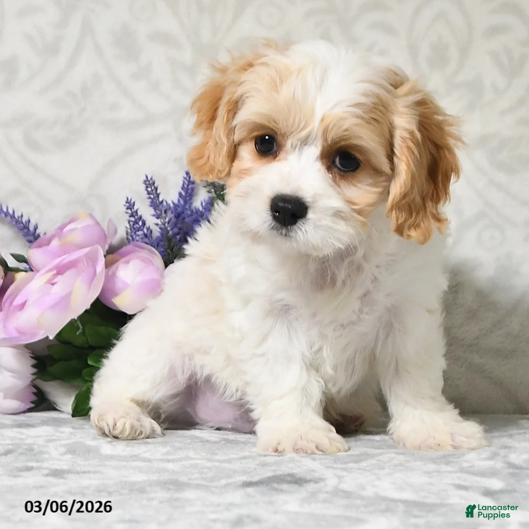 Cavachon dogs for sale: King - Ad 3
