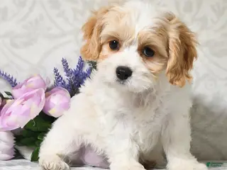 Cavachon dogs for sale: King - Ad 2