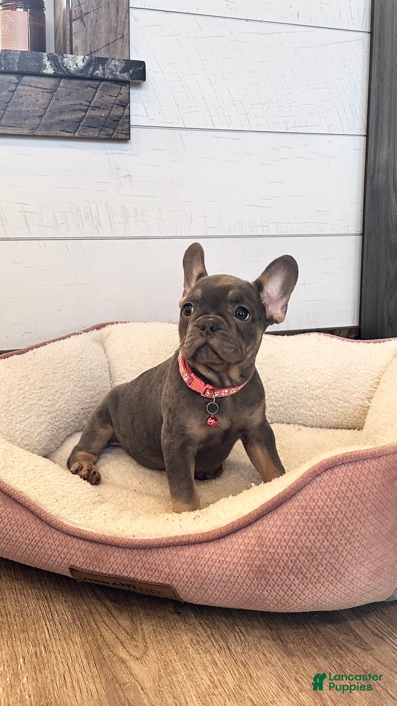 French Bulldog dogs Beau - Ad 2