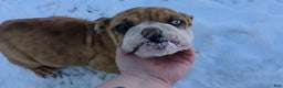 English Bulldog dogs for sale: Vision - Ad 1
