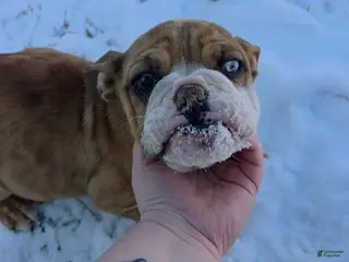 English Bulldog dogs Vision - Ad 18