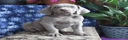 Weimaraner dogs for sale: Dozer - Ad 3