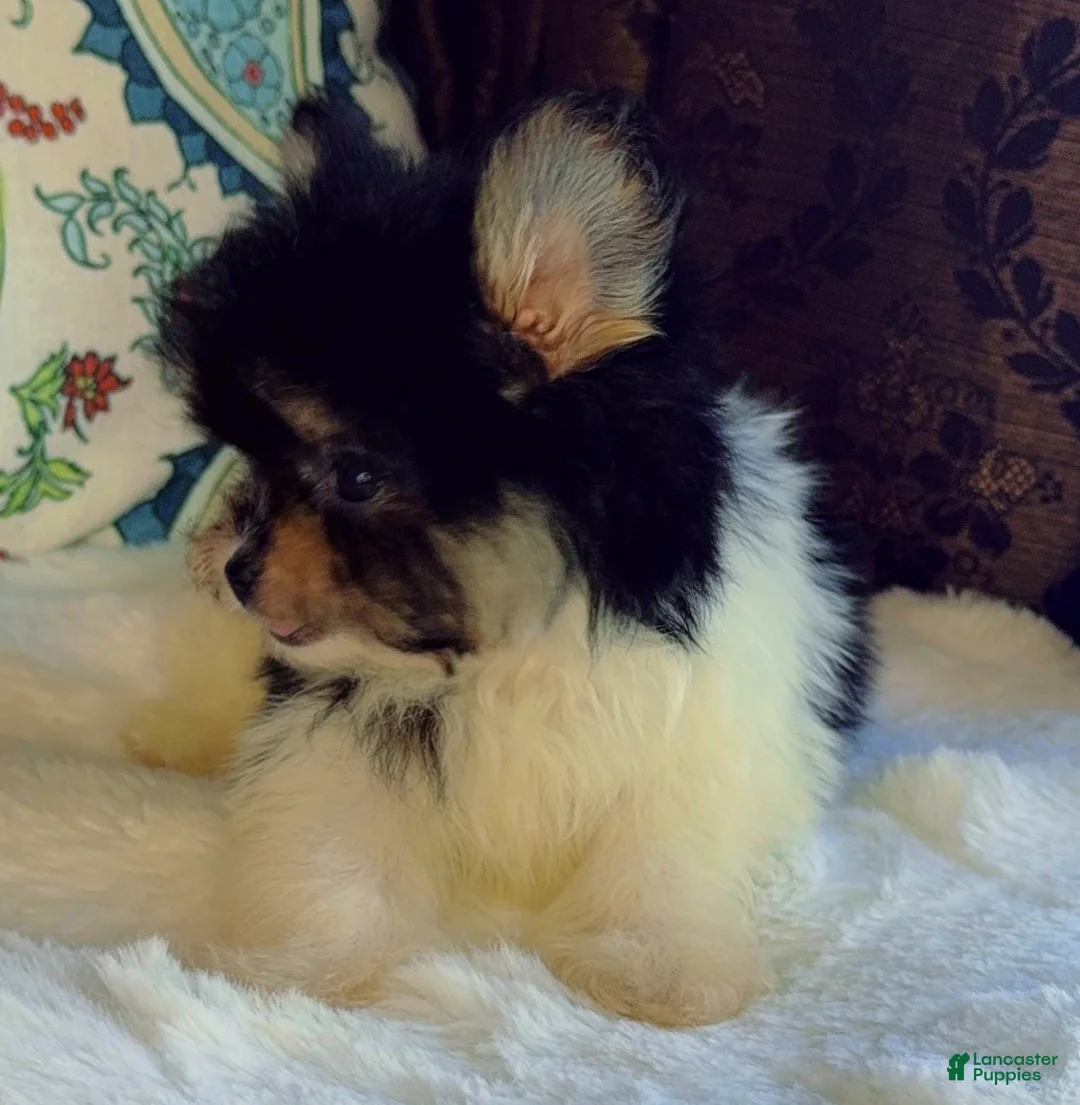 Mixed Breed dogs for sale: Designer Breed Yorkishire Terrier, Pomeranian Mix Puppy Female DaisyTimmy - Ad 2