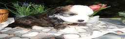 Mini Bernedoodle dogs for sale: Mini Bernedoodle 2 Rhett - Ad 3