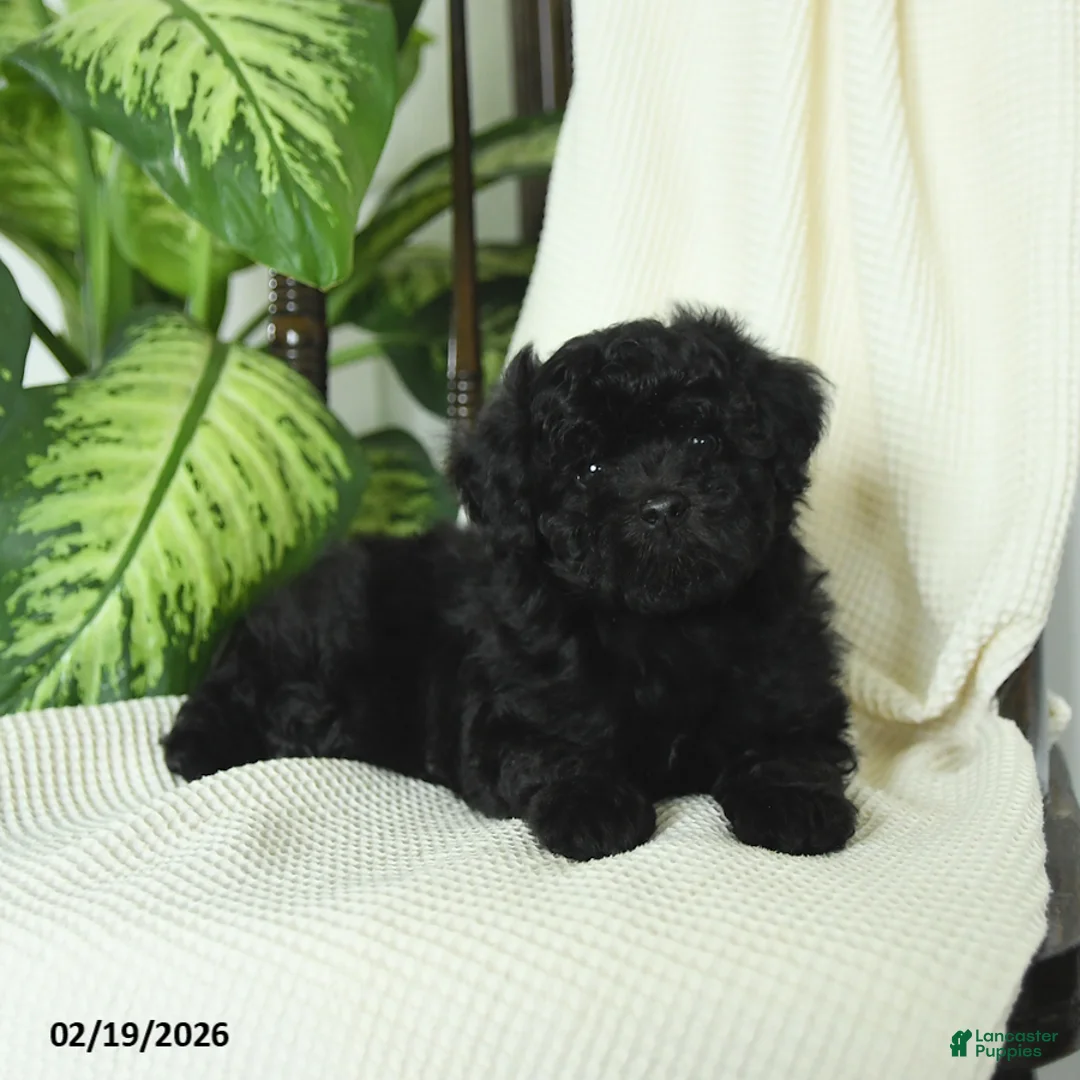 Miniature Poodle dogs for sale: Sterling - Ad 4