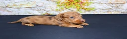 Miniature Dachshund dogs for sale: Zelda - Ad 3