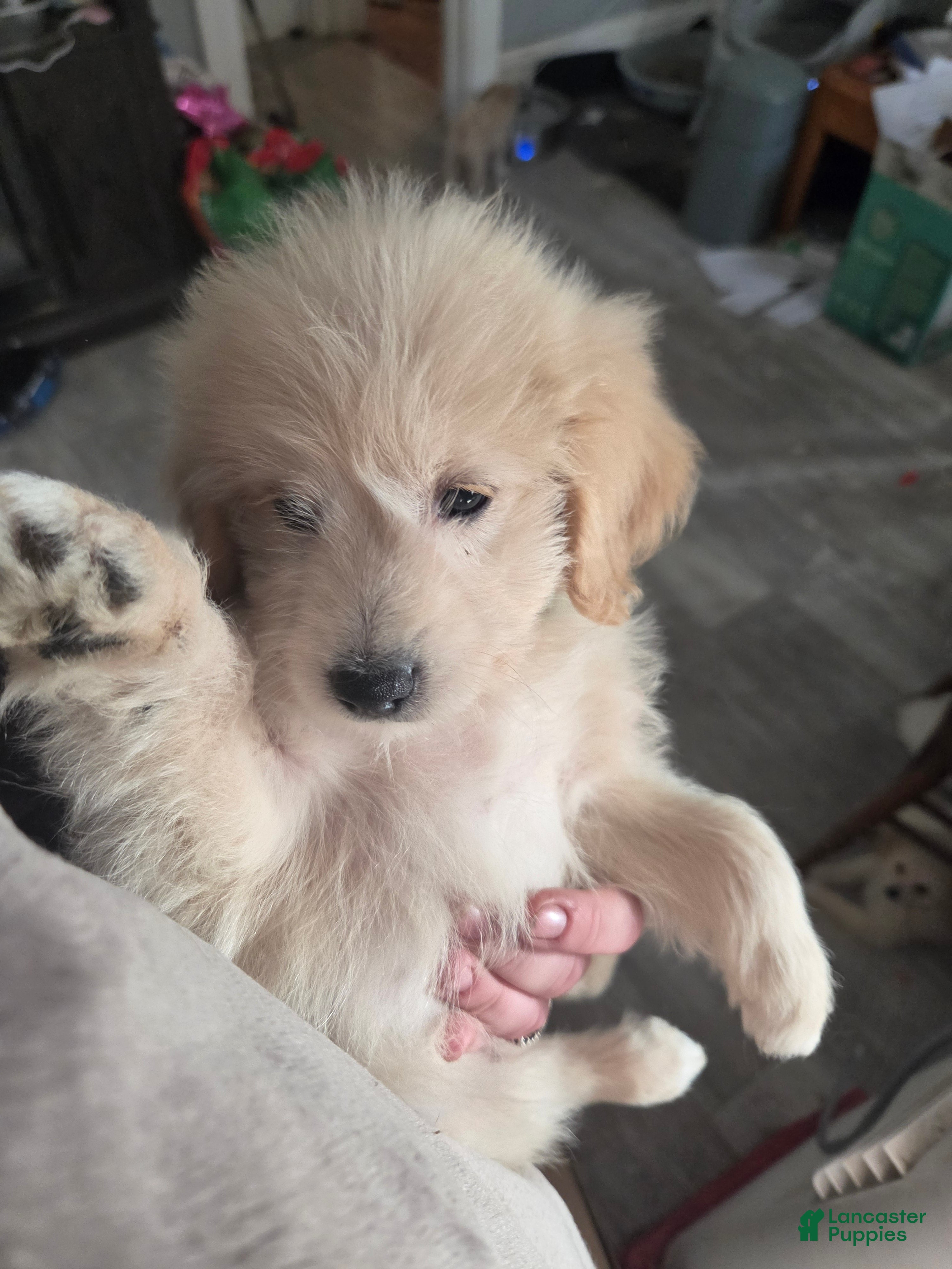 Eskipoo dogs for sale: Duke - Ad 6