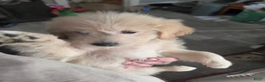 Duke