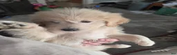 Eskipoo dogs for sale: Duke - Ad 1