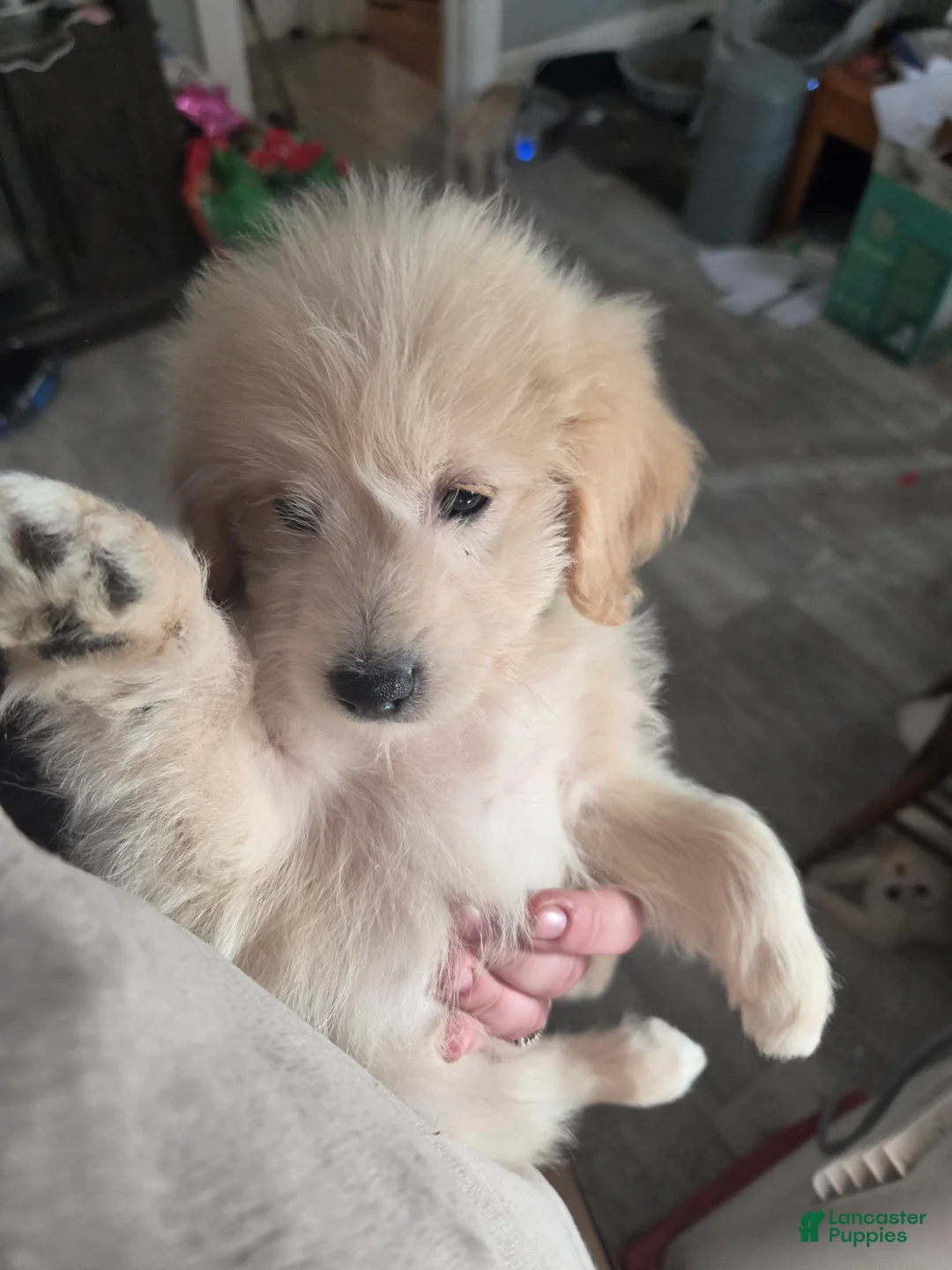 Eskipoo dogs for sale: Duke - Ad 1