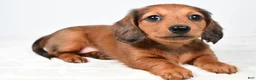 Miniature Dachshund dogs for sale: Chelsea - Ad 7
