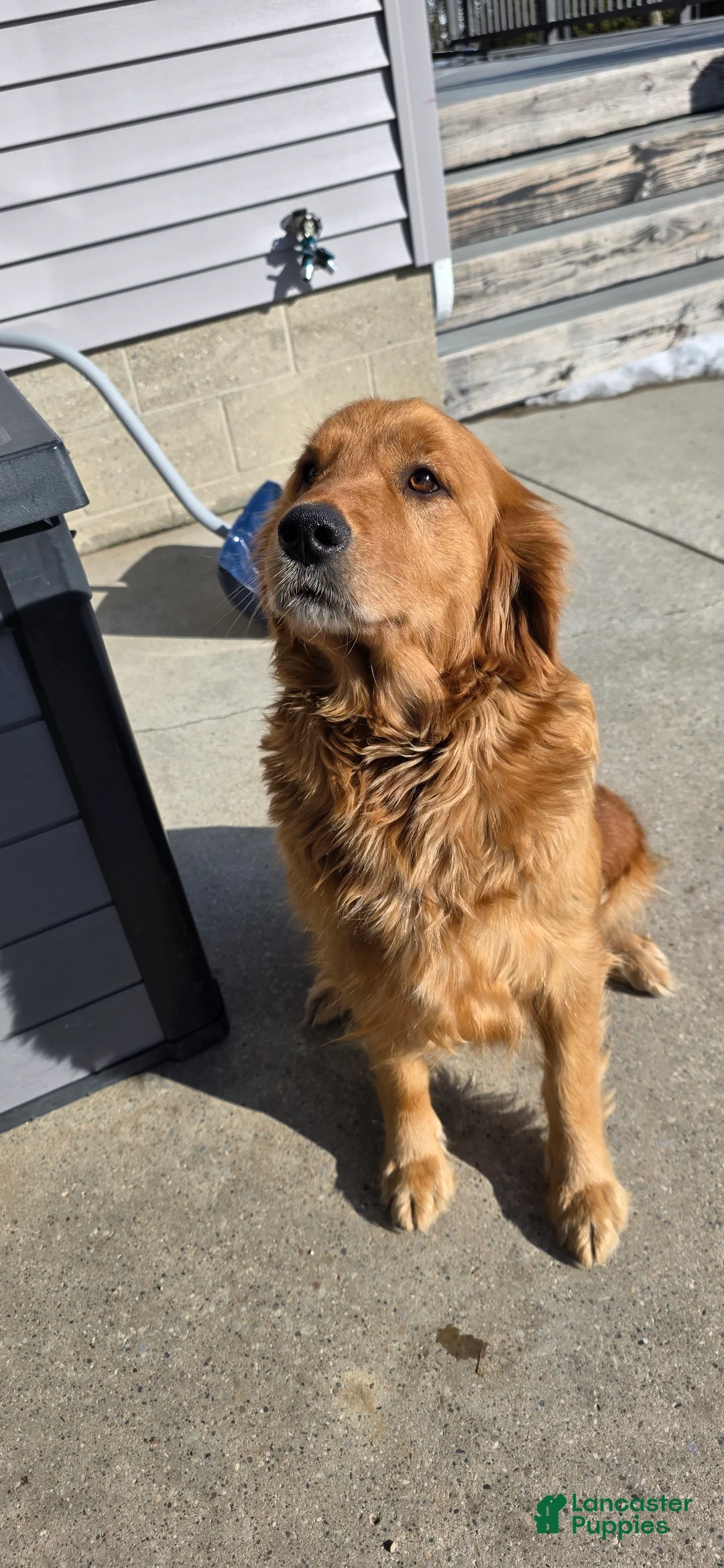 Mixed Breed dogs for sale: Stella - Ad 2