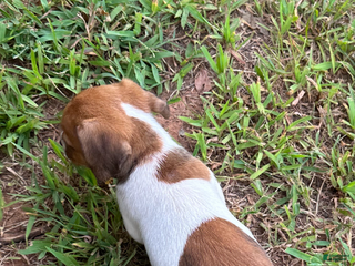 Jack Russell Terrier dogs - Ad 33