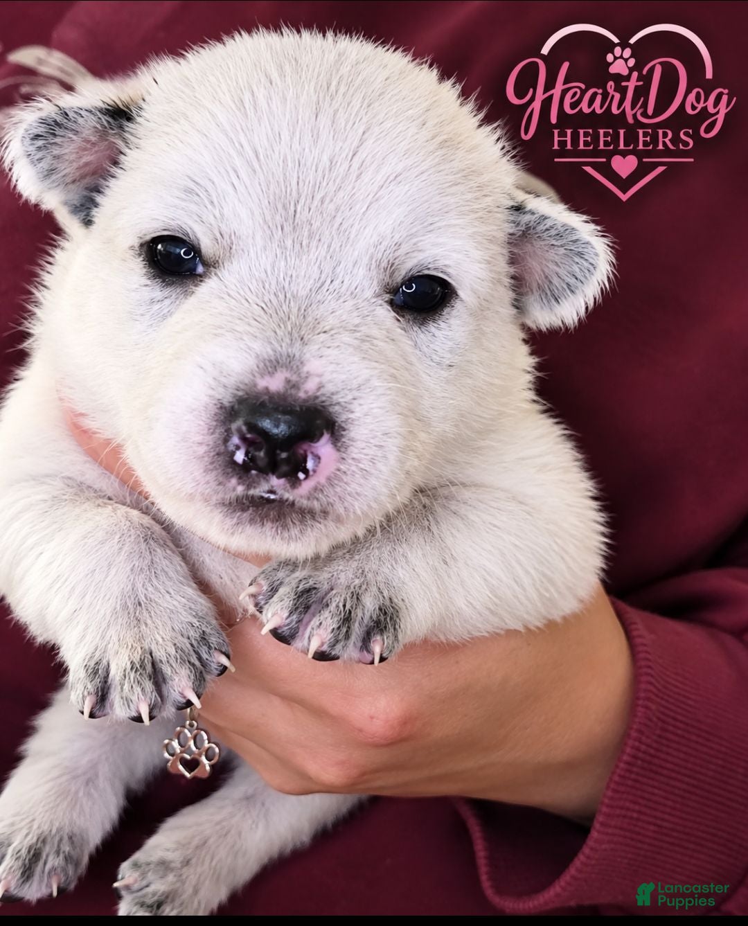 Australian Cattle Dog dogs for sale: Lizzie - Ad 1