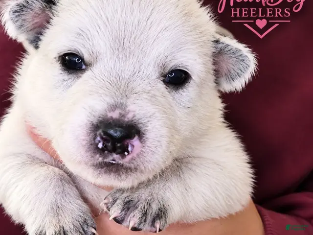 Australian Cattle Dog dogs for sale: Lizzie - Ad 1