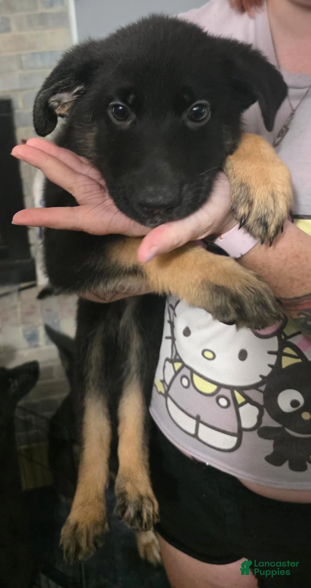German Shepherd dogs for sale: German Shepherd 3 - Ad 4