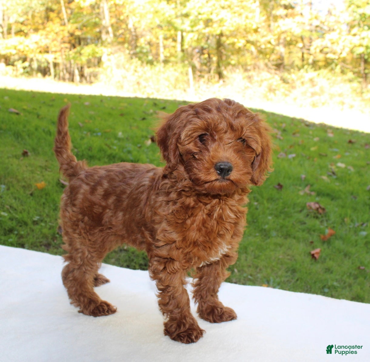 Cavapoo dogs Remi - Ad 2
