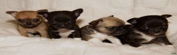 Chihuahua dogs for sale: Lily - Ad 9