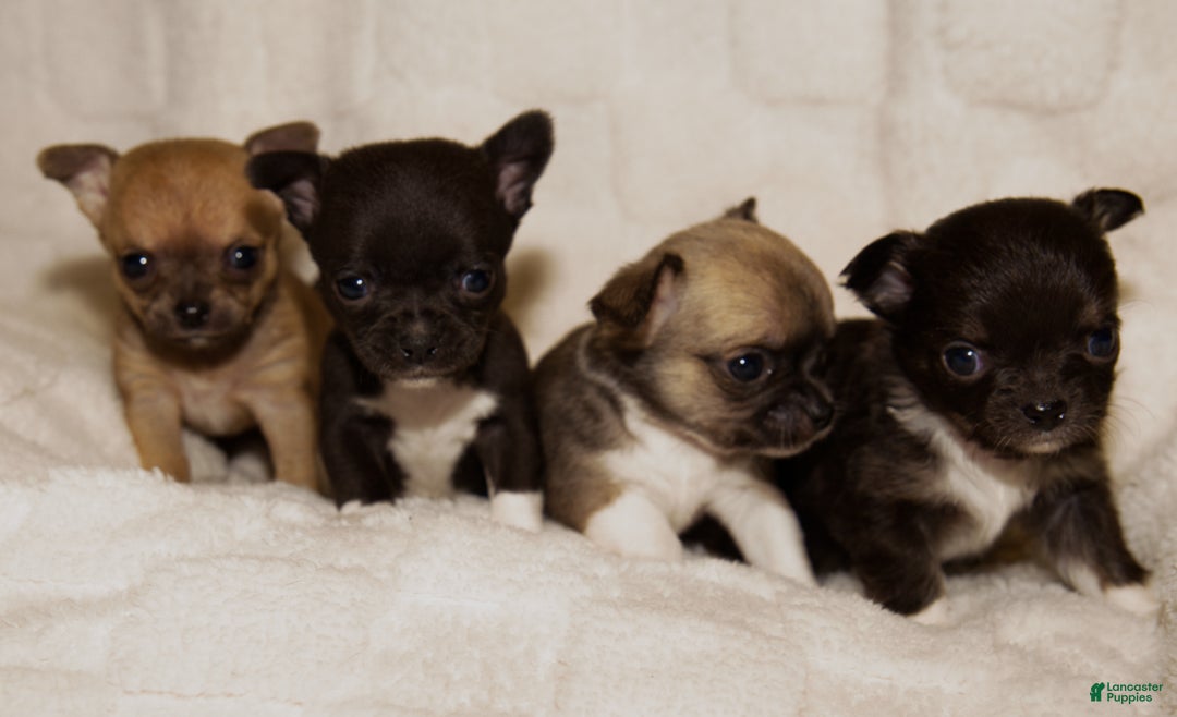 Chihuahua dogs for sale: Lily - Ad 9