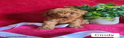 Miniature Poodle dogs for sale: Cindy - Ad 1