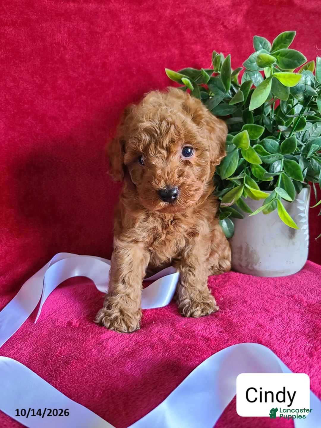 Miniature Poodle dogs for sale: Cindy - Ad 1