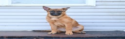 Mixed Breed dogs for sale: Ocean  - Ad 1