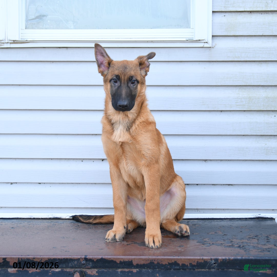 Mixed Breed dogs for sale: Ocean  - Ad 1